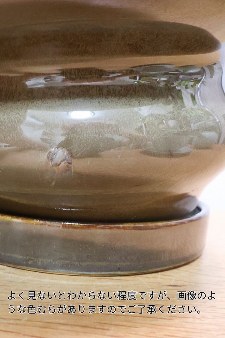 【ユーフォルビア コンフィナリス】この幹肌は美しい!棘も色付いていますので全体のコントラストが最高に美しいです!