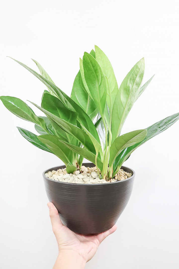 アンスリウムコンプリート アンスリウム プロウマニーPP60531| 観葉植物の通信販売 | APEGO