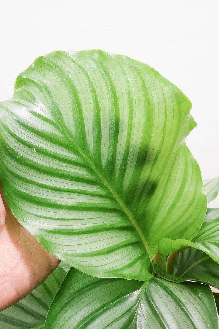 【カラテア オービフォリア】個性的なPOT!APEGOでもダントツNO.1の人気のカラテア!今回もバランスが良いし葉の模様も美しい!