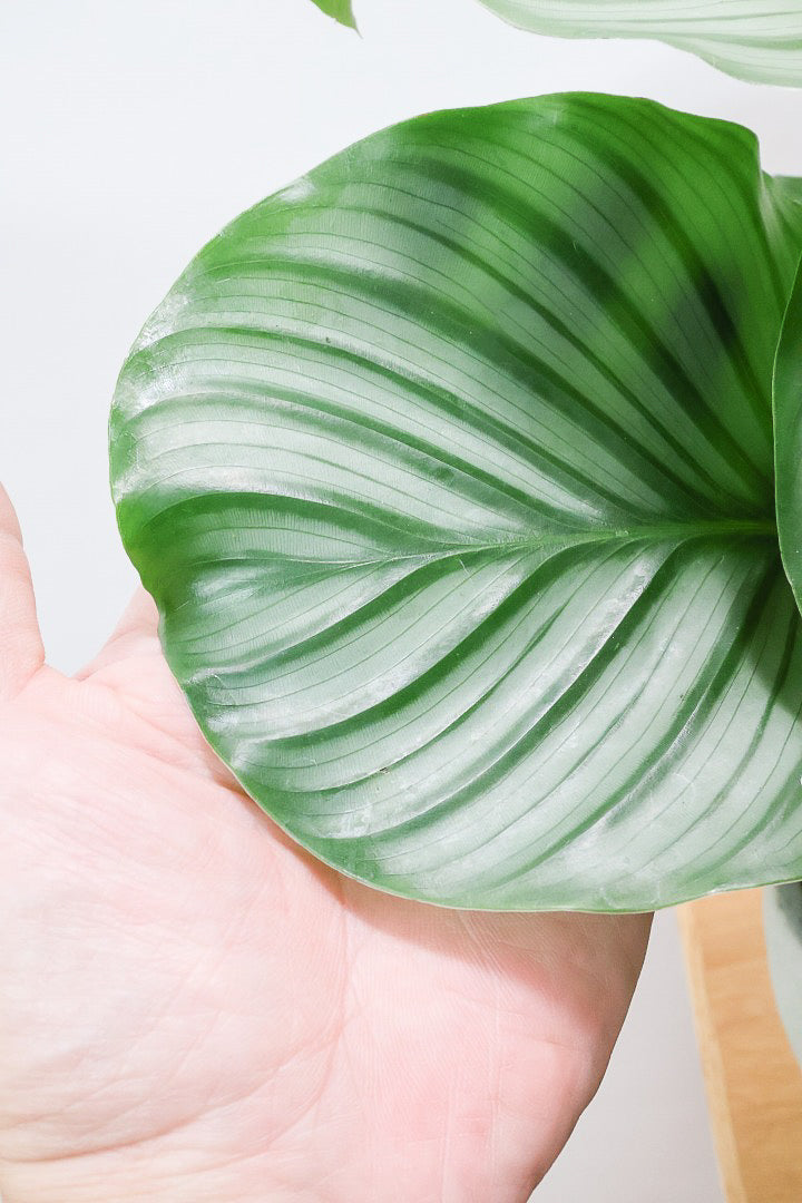 【カラテア オービフォリア】個性的なPOT!APEGOでもダントツNO.1の人気のカラテア!今回もバランスが良いし葉の模様も美しい!