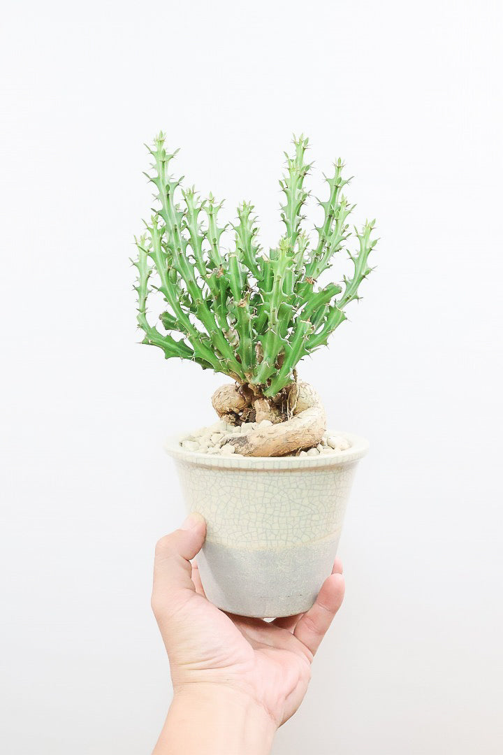 【ユーフォルビア クンチー】こだわりのPOT!厳つい根から出ているトゲトゲの葉が特徴!APEGO初入荷の塊根植物です!