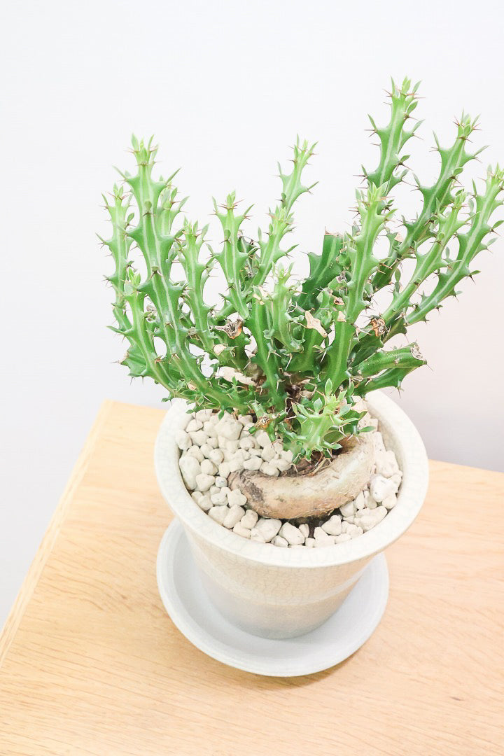 【ユーフォルビア クンチー】こだわりのPOT!厳つい根から出ているトゲトゲの葉が特徴!APEGO初入荷の塊根植物です!