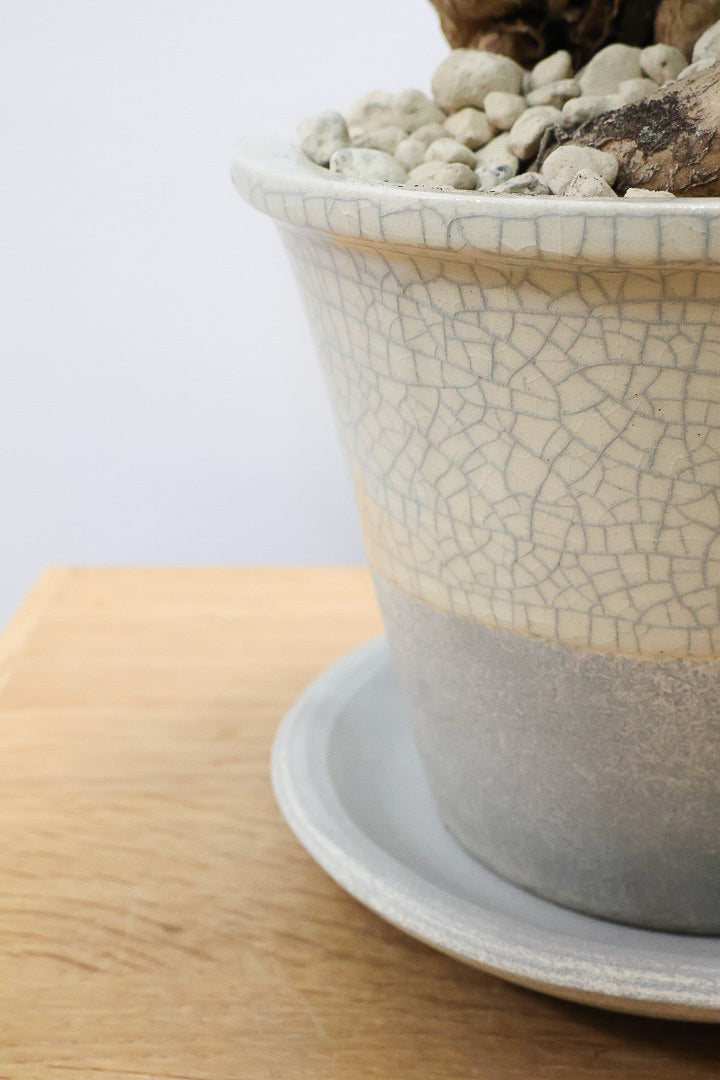 【ユーフォルビア クンチー】こだわりのPOT!厳つい根から出ているトゲトゲの葉が特徴!APEGO初入荷の塊根植物です!