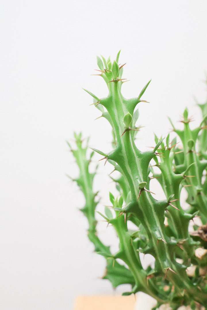 【ユーフォルビア クンチー】こだわりのPOT!厳つい根から出ているトゲトゲの葉が特徴!APEGO初入荷の塊根植物です!