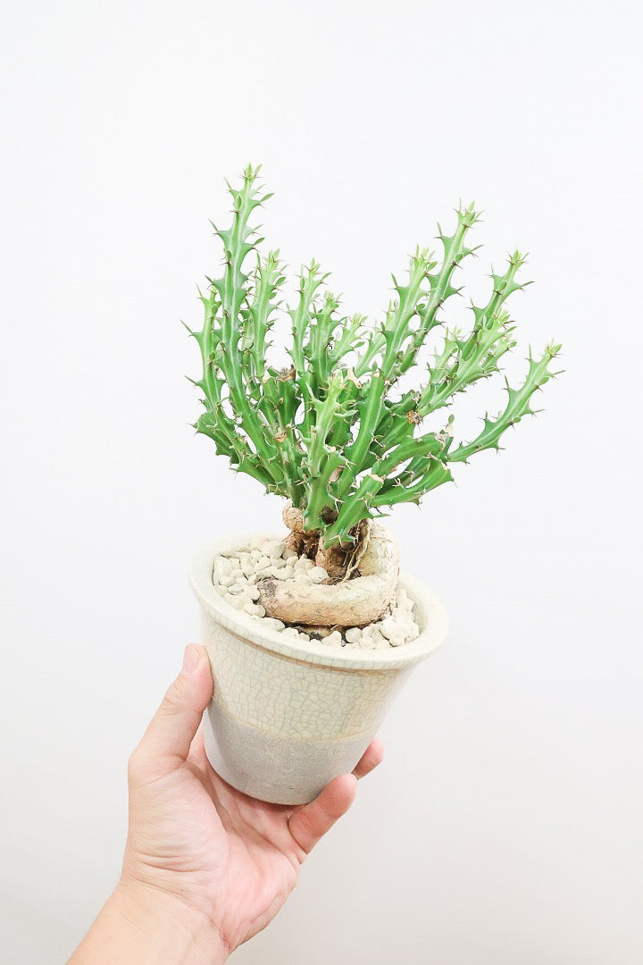 【ユーフォルビア クンチー】こだわりのPOT!厳つい根から出ているトゲトゲの葉が特徴!APEGO初入荷の塊根植物です!