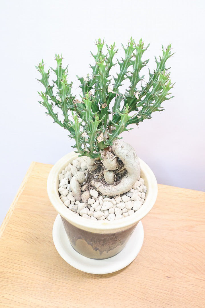【ユーフォルビア クンチー】カッコいいPOT!厳つい根から出ているトゲトゲの葉が特徴!APEGO初入荷の塊根植物です!
