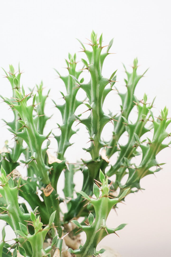 【ユーフォルビア クンチー】カッコいいPOT!厳つい根から出ているトゲトゲの葉が特徴!APEGO初入荷の塊根植物です!