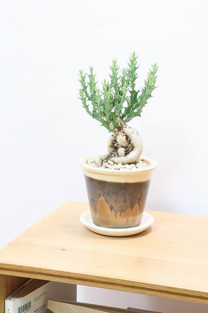 【ユーフォルビア クンチー】カッコいいPOT!厳つい根から出ているトゲトゲの葉が特徴!APEGO初入荷の塊根植物です!