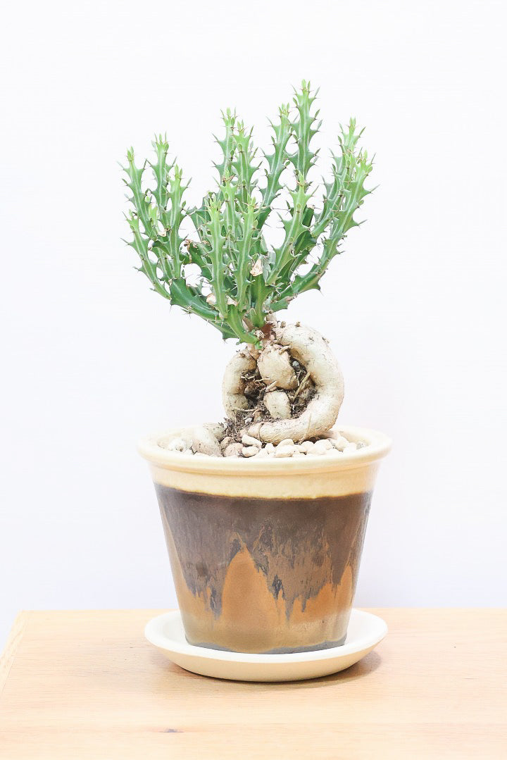 【ユーフォルビア クンチー】カッコいいPOT!厳つい根から出ているトゲトゲの葉が特徴!APEGO初入荷の塊根植物です!
