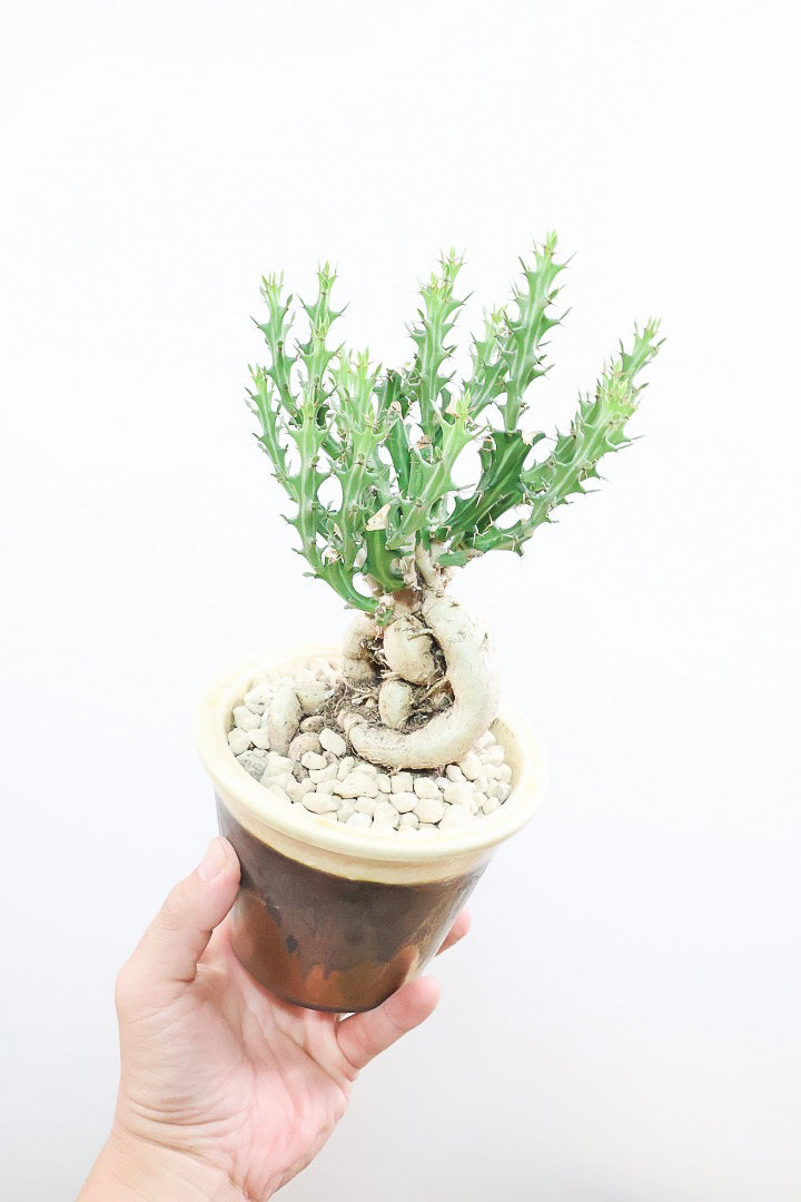 【ユーフォルビア クンチー】カッコいいPOT!厳つい根から出ているトゲトゲの葉が特徴!APEGO初入荷の塊根植物です!