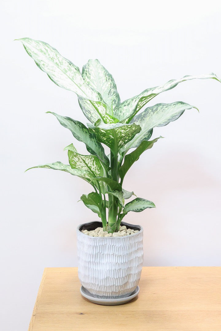 【デヘンバキア ティキ】今回の子の葉模様は白斑が多め!過去最高に綺麗!他の個体にはない個性が光ります!