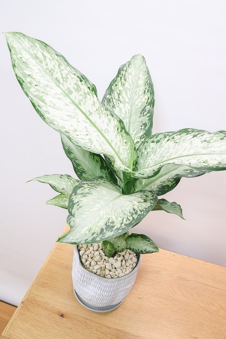 【デヘンバキア ティキ】今回の子の葉模様は白斑が多め!過去最高に綺麗!他の個体にはない個性が光ります!