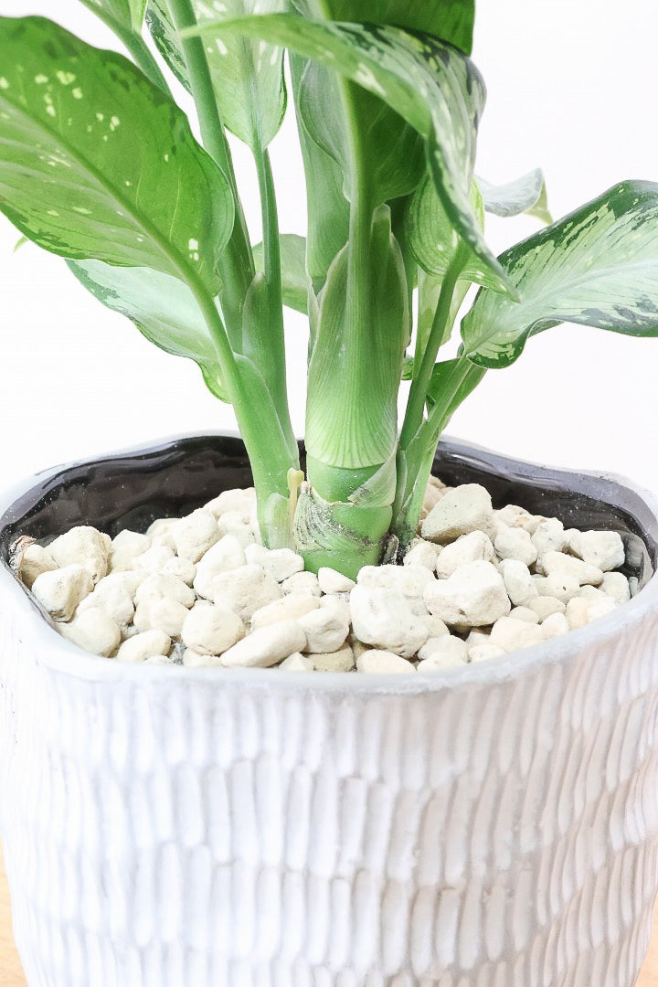 【デヘンバキア ティキ】今回の子の葉模様は白斑が多め!過去最高に綺麗!他の個体にはない個性が光ります!