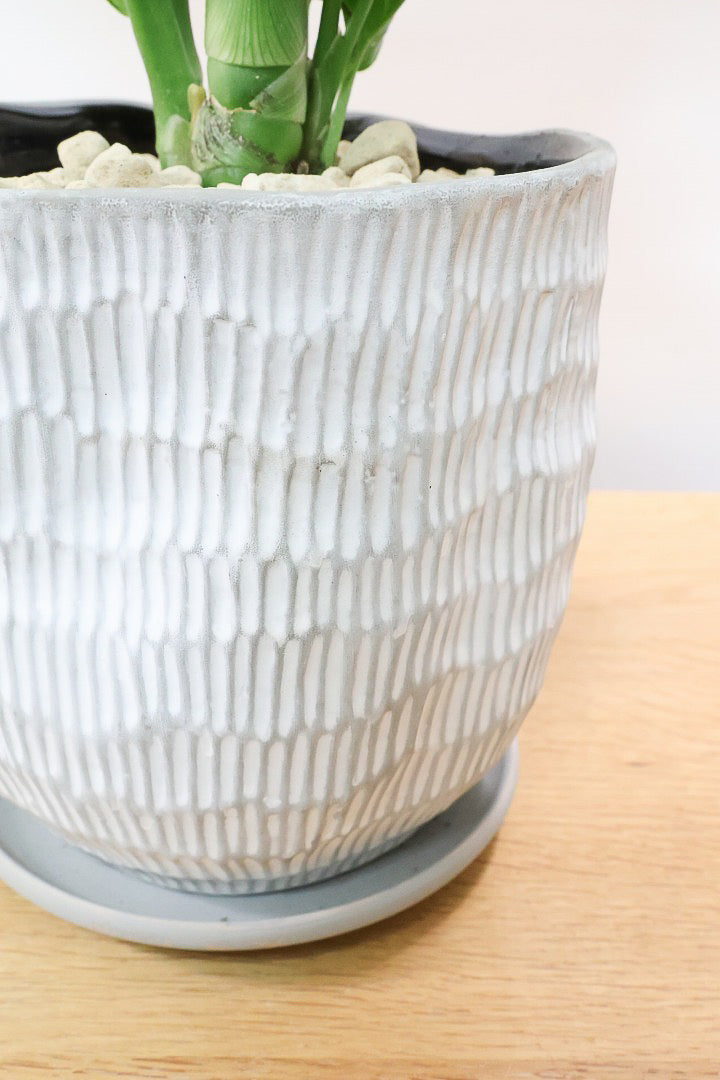 【デヘンバキア ティキ】今回の子の葉模様は白斑が多め!過去最高に綺麗!他の個体にはない個性が光ります!