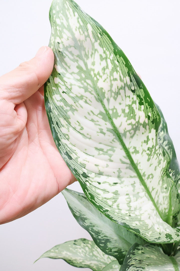 【デヘンバキア ティキ】今回の子の葉模様は白斑が多め!過去最高に綺麗!他の個体にはない個性が光ります!