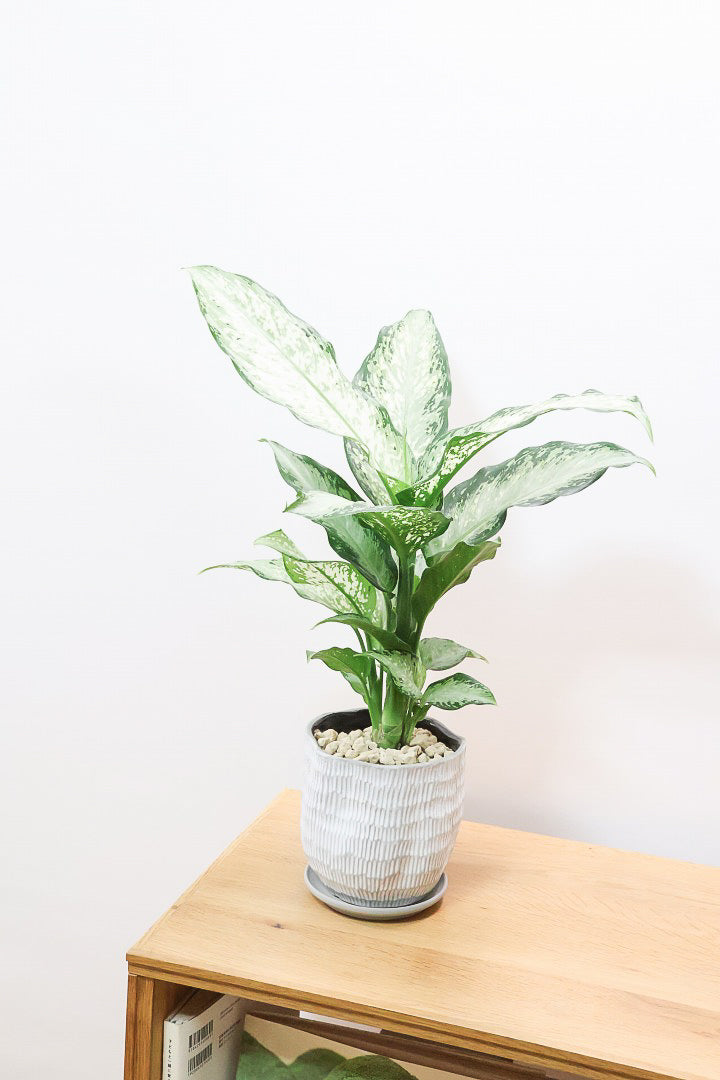 【デヘンバキア ティキ】今回の子の葉模様は白斑が多め!過去最高に綺麗!他の個体にはない個性が光ります!