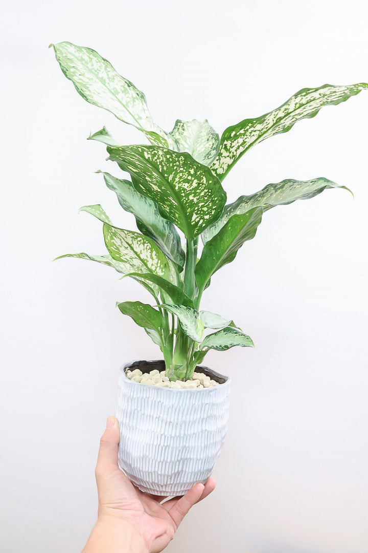 【デヘンバキア ティキ】今回の子の葉模様は白斑が多め!過去最高に綺麗!他の個体にはない個性が光ります!