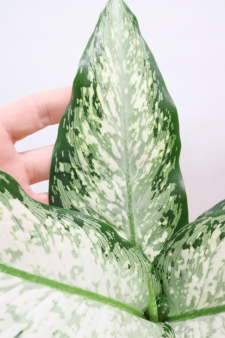 【デヘンバキア ティキ】今回の子の葉模様は白斑が多め!過去最高に綺麗!他の個体にはない個性が光ります!