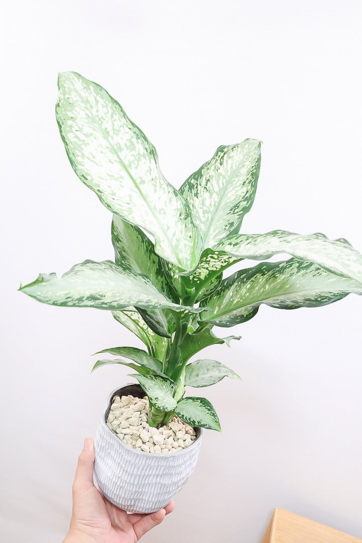 【デヘンバキア ティキ】今回の子の葉模様は白斑が多め!過去最高に綺麗!他の個体にはない個性が光ります!