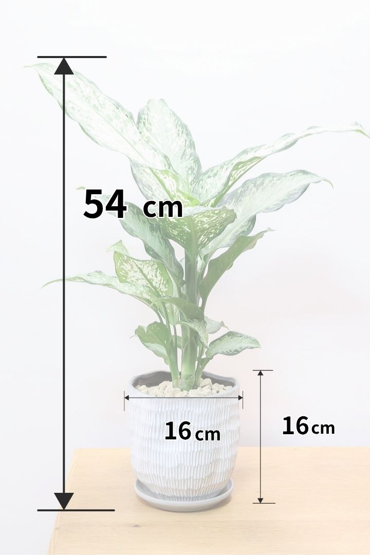 【デヘンバキア ティキ】今回の子の葉模様は白斑が多め!過去最高に綺麗!他の個体にはない個性が光ります!