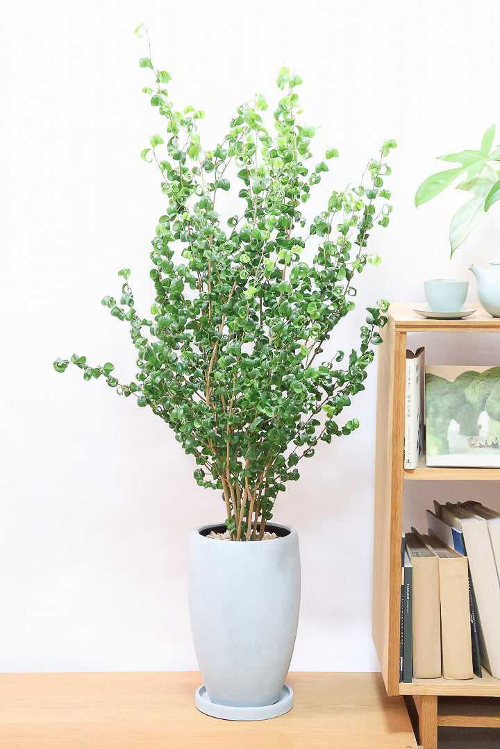 ベンジャミン バロックGL60557| 観葉植物の通信販売 | APEGO
