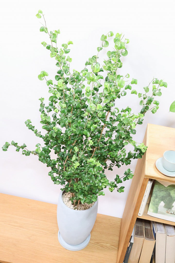 【ベンジャミン バロック】BIGサイズ!愛知県のベンジャミン作りの名人による逸品です!おすすめです!