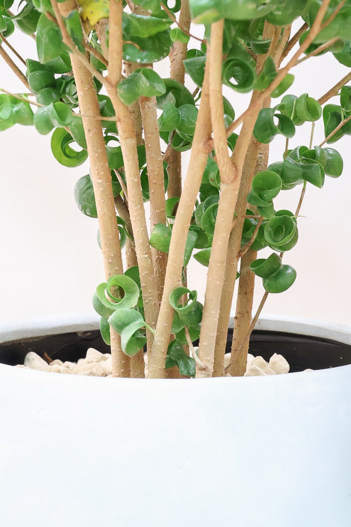 【ベンジャミン バロック】BIGサイズ!愛知県のベンジャミン作りの名人による逸品です!おすすめです!