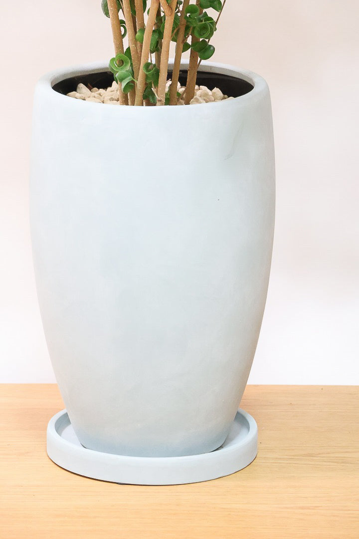 【ベンジャミン バロック】BIGサイズ!愛知県のベンジャミン作りの名人による逸品です!おすすめです!