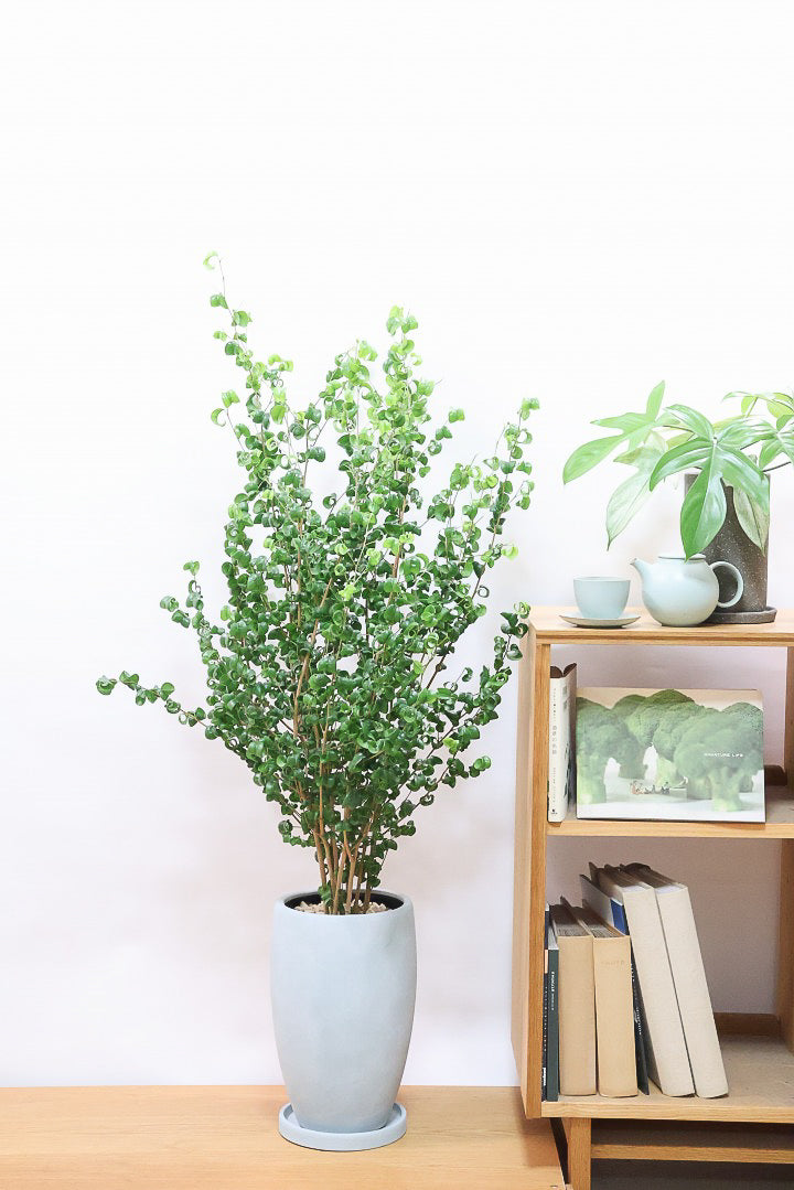 【ベンジャミン バロック】BIGサイズ!愛知県のベンジャミン作りの名人による逸品です!おすすめです!