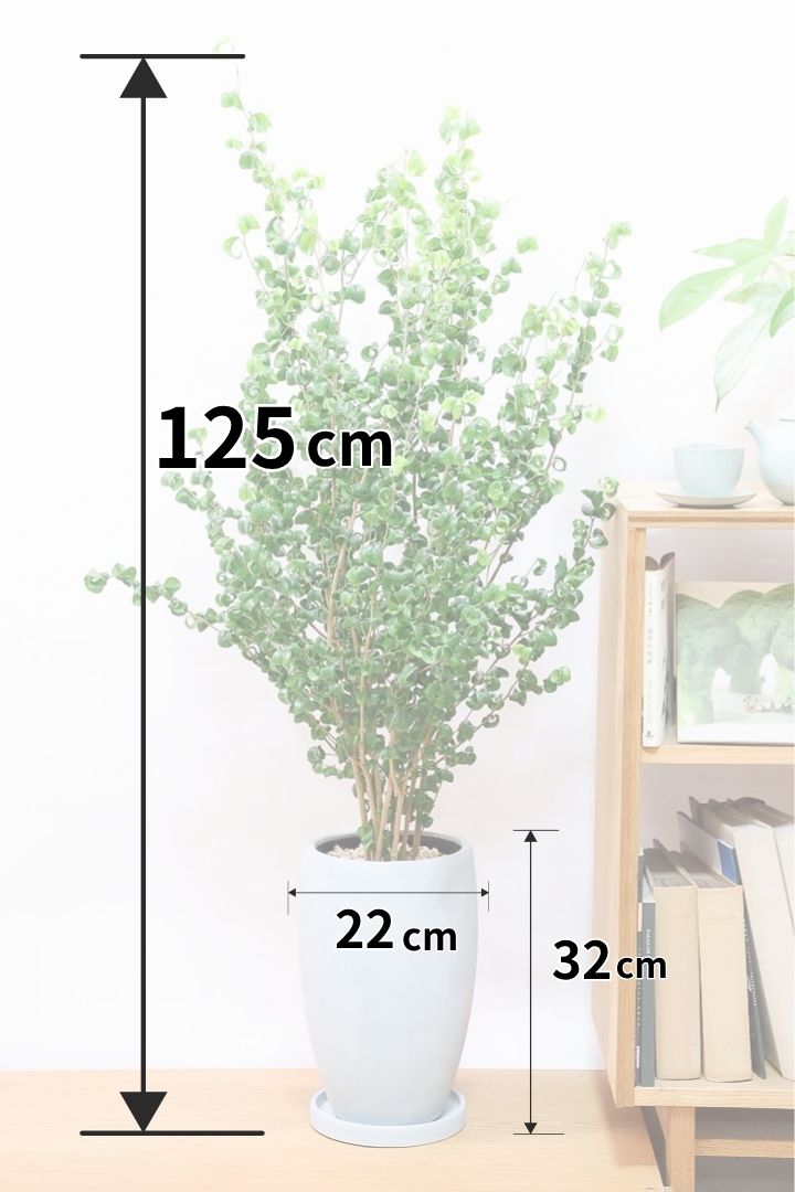 【ベンジャミン バロック】BIGサイズ!愛知県のベンジャミン作りの名人による逸品です!おすすめです!