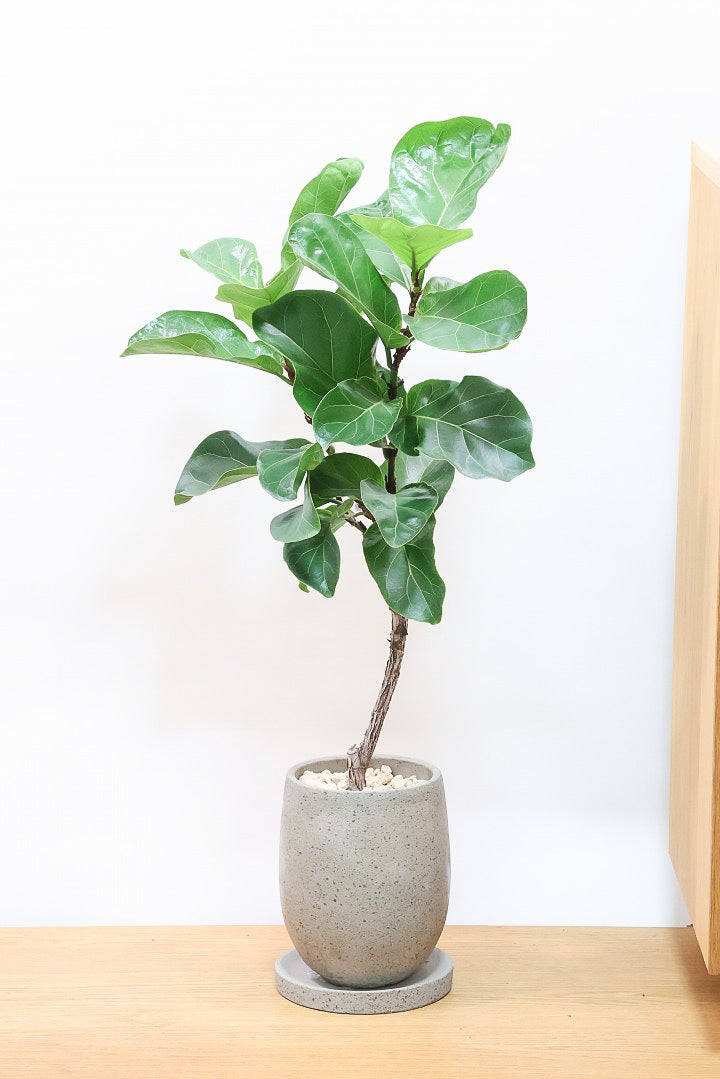 【カシワバゴム】シンプルなPOTなのでお求めやすい価格!幹にとても趣があってスタイリッシュ!美しい葉が人気の観葉植物です!