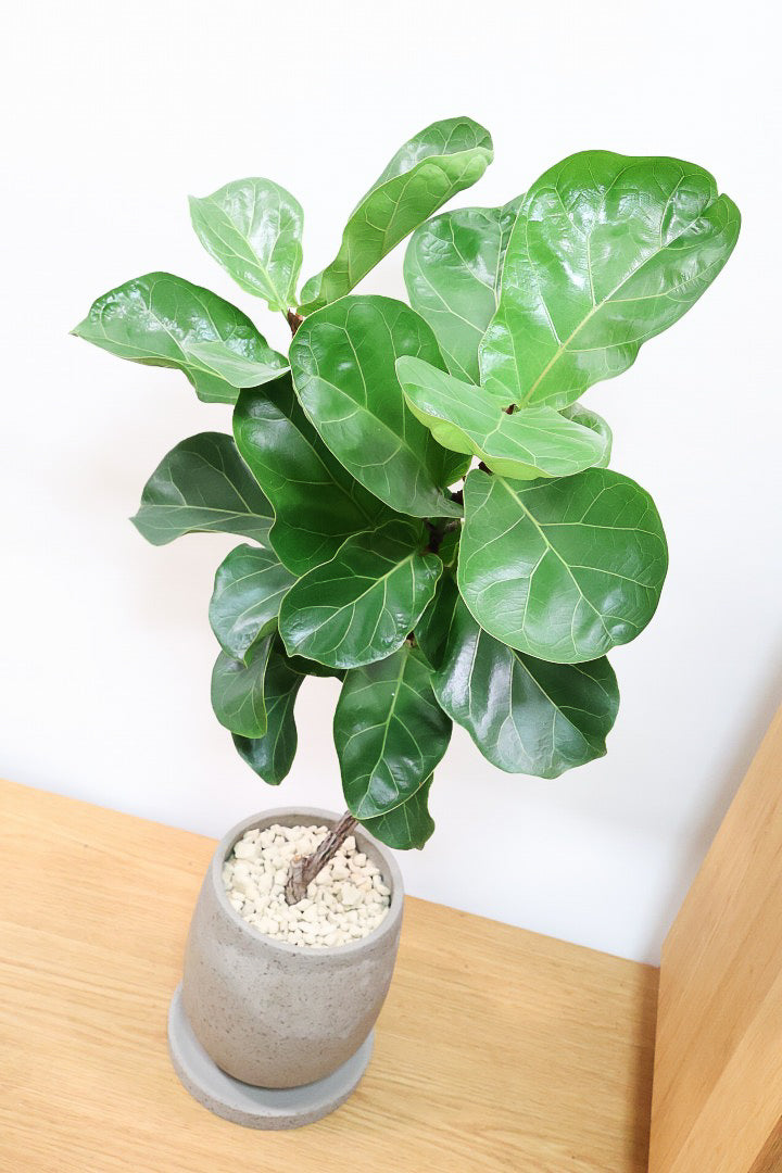 【カシワバゴム】シンプルなPOTなのでお求めやすい価格!幹にとても趣があってスタイリッシュ!美しい葉が人気の観葉植物です!