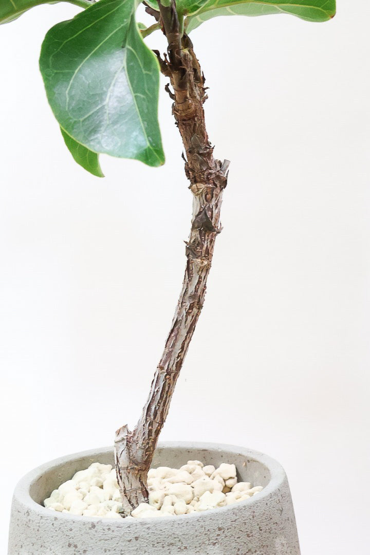 【カシワバゴム】シンプルなPOTなのでお求めやすい価格!幹にとても趣があってスタイリッシュ!美しい葉が人気の観葉植物です!