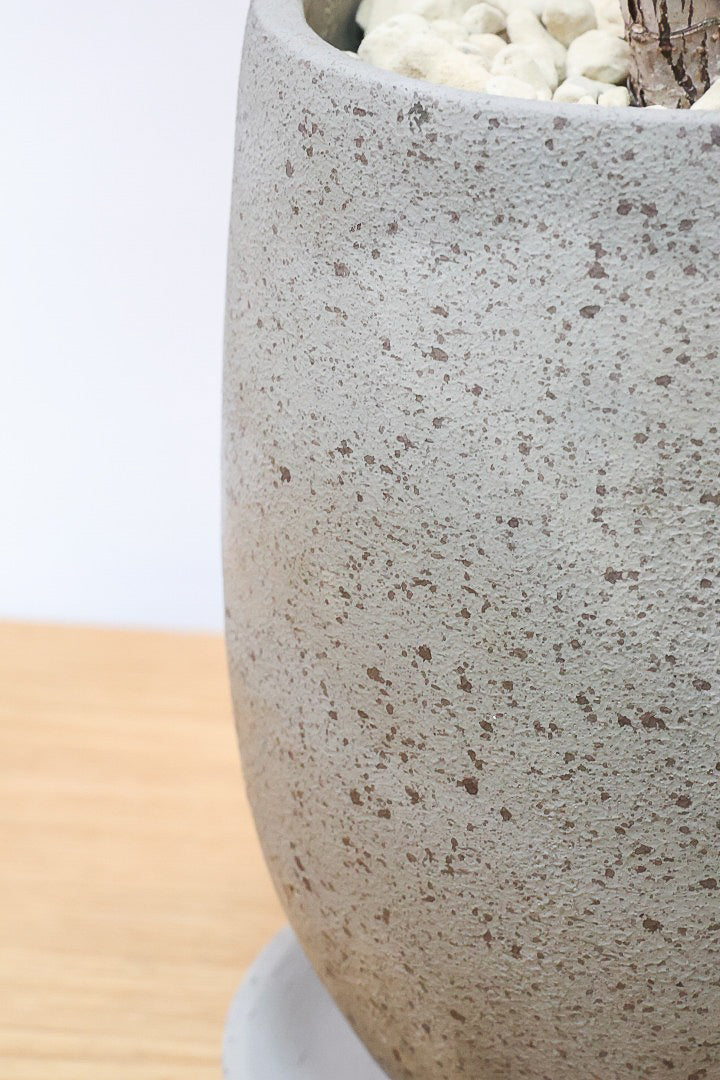 【カシワバゴム】シンプルなPOTなのでお求めやすい価格!幹にとても趣があってスタイリッシュ!美しい葉が人気の観葉植物です!