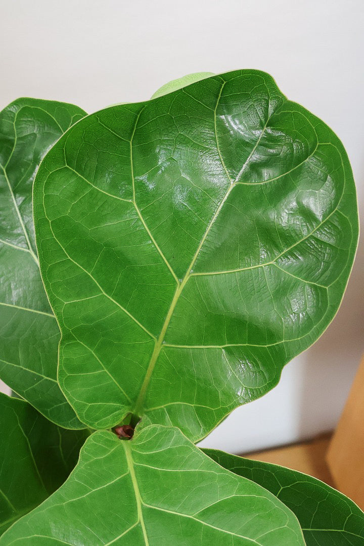 【カシワバゴム】シンプルなPOTなのでお求めやすい価格!幹にとても趣があってスタイリッシュ!美しい葉が人気の観葉植物です!