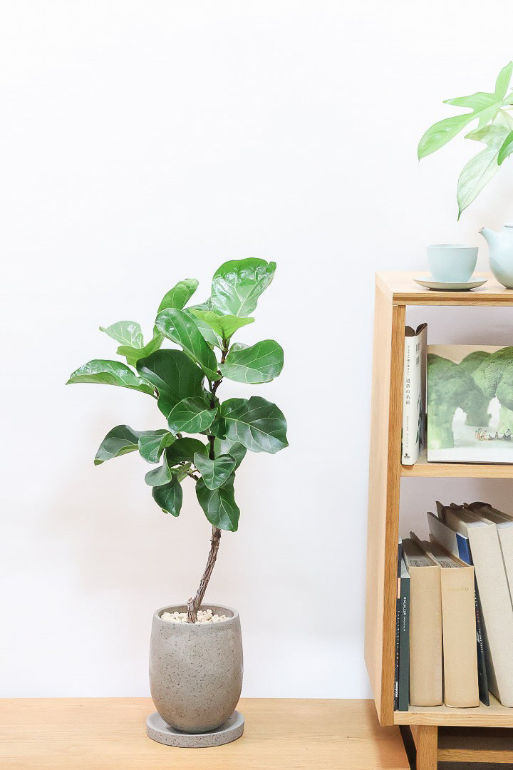 【カシワバゴム】シンプルなPOTなのでお求めやすい価格!幹にとても趣があってスタイリッシュ!美しい葉が人気の観葉植物です!