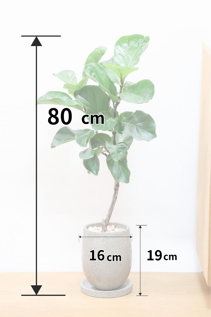 【カシワバゴム】シンプルなPOTなのでお求めやすい価格!幹にとても趣があってスタイリッシュ!美しい葉が人気の観葉植物です!