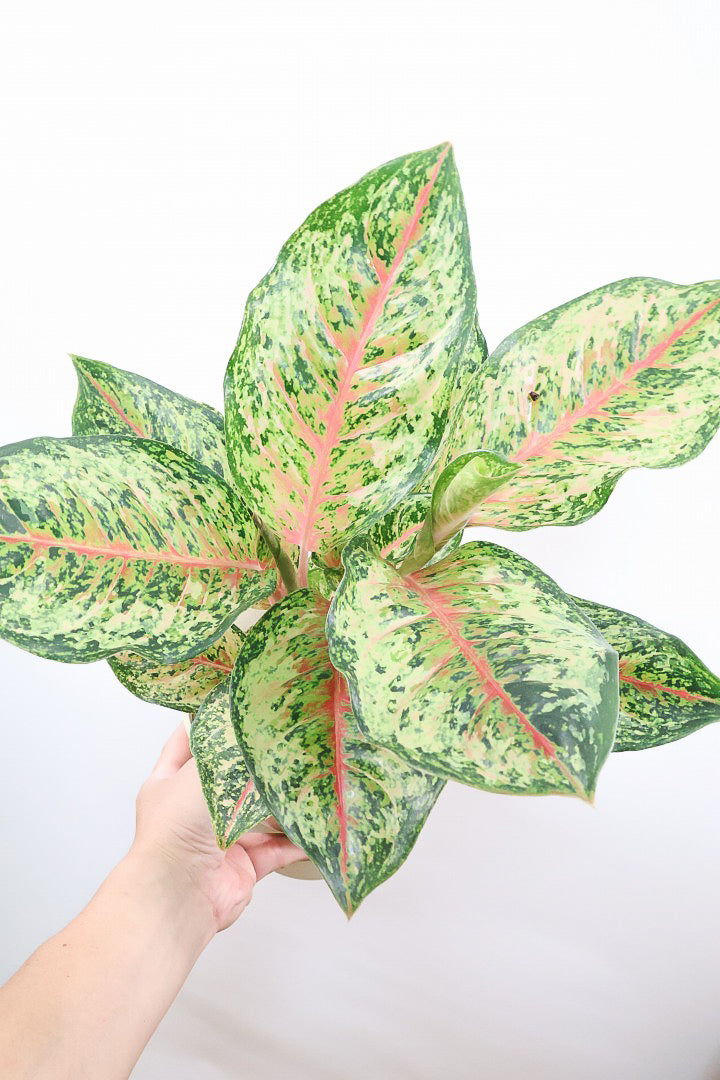 アグラオネマ　専用 アグラオネマ専用 培養土 Aglaonema potting soil exchange in 6