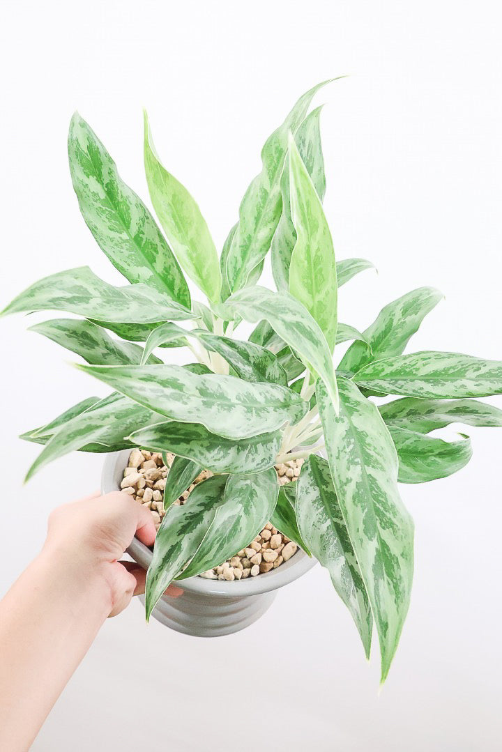 アグラオネマ ゴーストGL60563| 観葉植物の通信販売 | APEGO(アペーゴ)