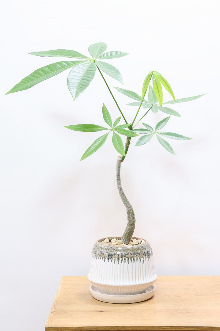 【パキラ】かわいいフォルムの幹!控えめにいっても幹のカーブがかわいいと思います!