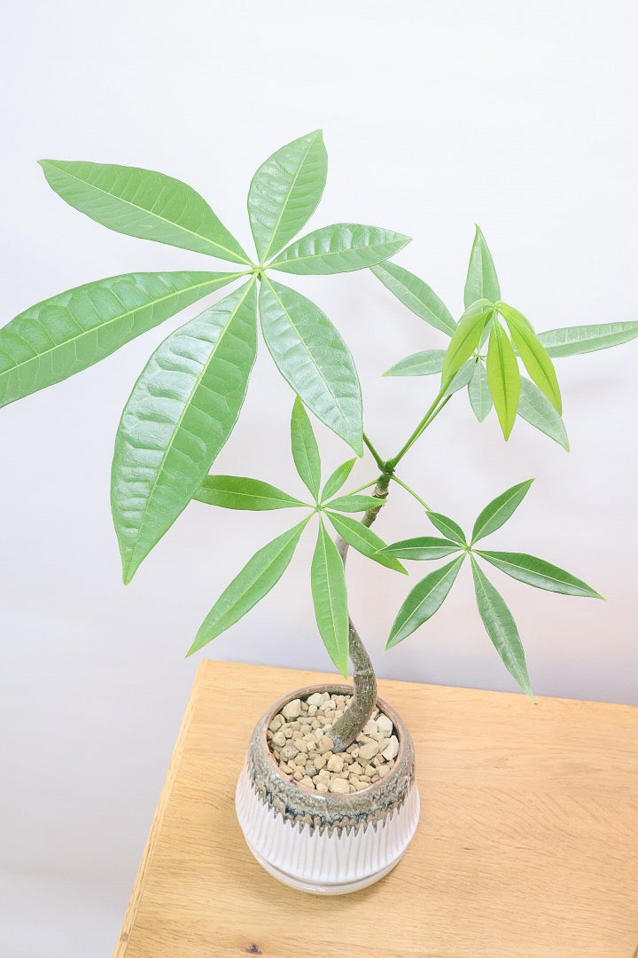 【パキラ】かわいいフォルムの幹!控えめにいっても幹のカーブがかわいいと思います!