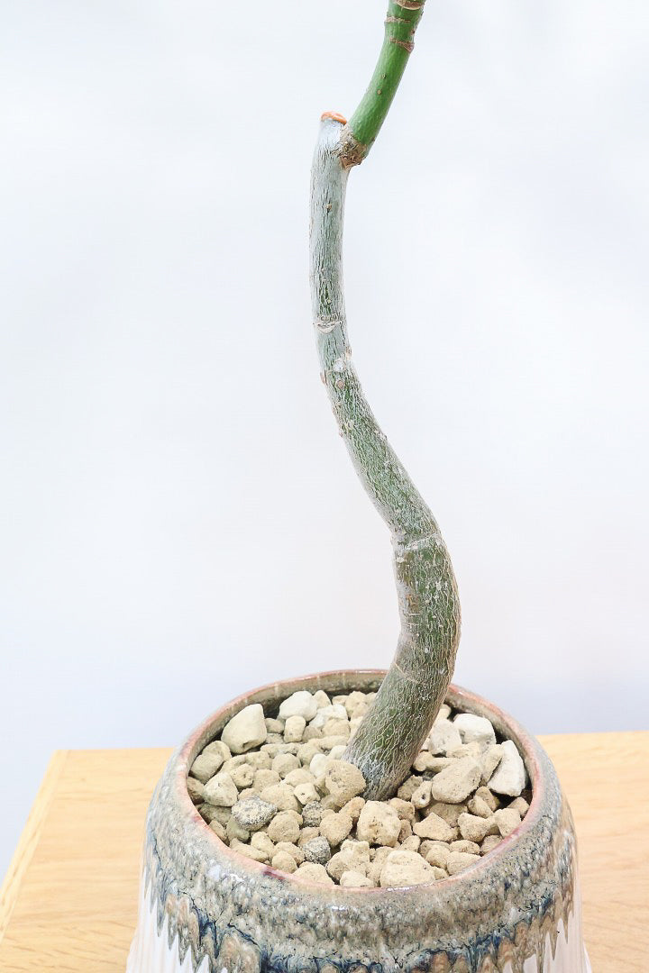 【パキラ】かわいいフォルムの幹!控えめにいっても幹のカーブがかわいいと思います!