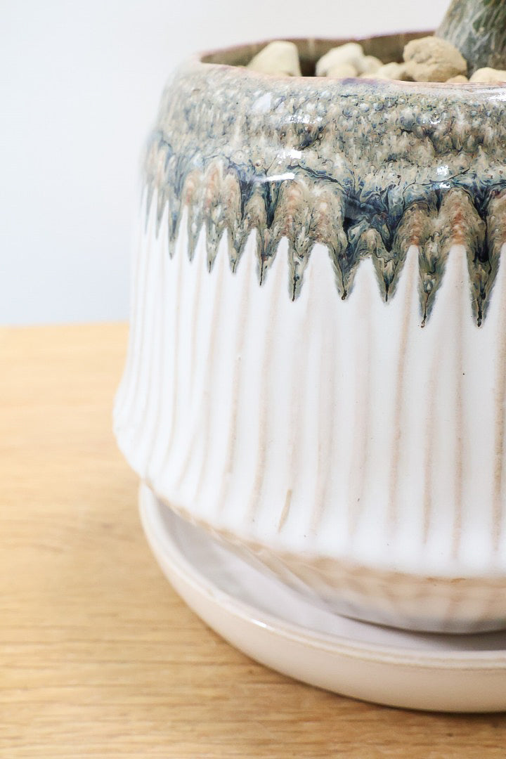 【パキラ】かわいいフォルムの幹!控えめにいっても幹のカーブがかわいいと思います!