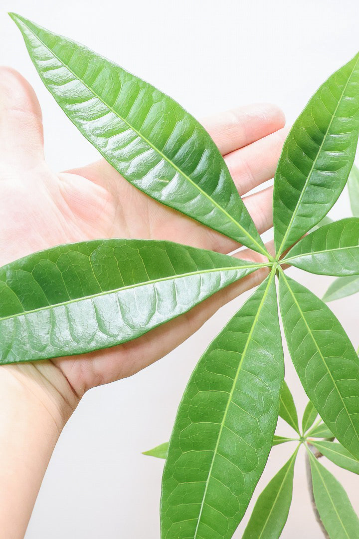 【パキラ】かわいいフォルムの幹!控えめにいっても幹のカーブがかわいいと思います!