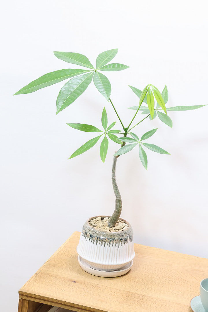 【パキラ】かわいいフォルムの幹!控えめにいっても幹のカーブがかわいいと思います!