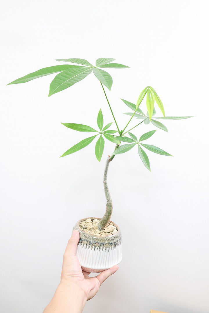 【パキラ】かわいいフォルムの幹!控えめにいっても幹のカーブがかわいいと思います!