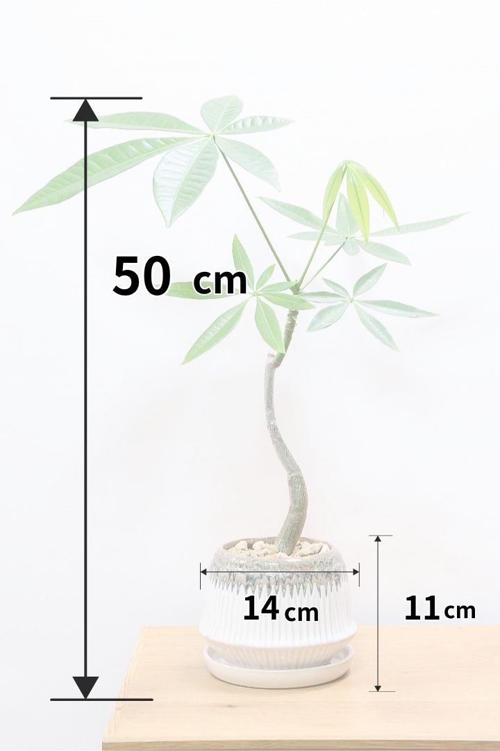 【パキラ】かわいいフォルムの幹!控えめにいっても幹のカーブがかわいいと思います!