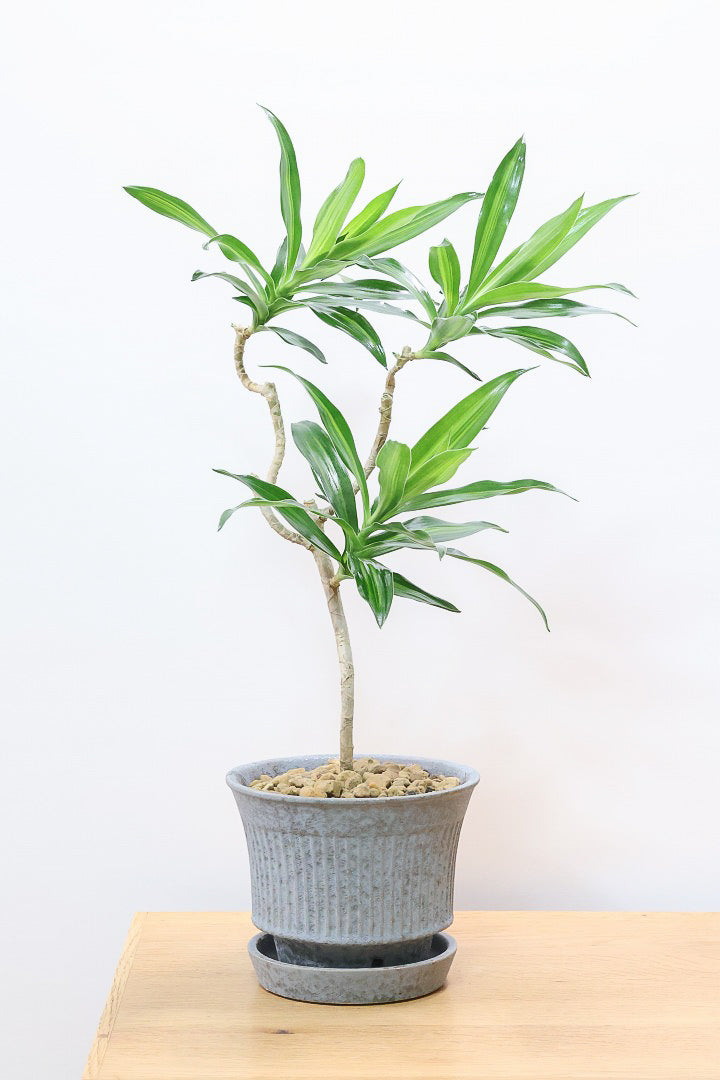 【ジャマイカ】和テイストでかわいいミニサイズ!幹は個性的に仕立てていますので、見応えもありますよ!