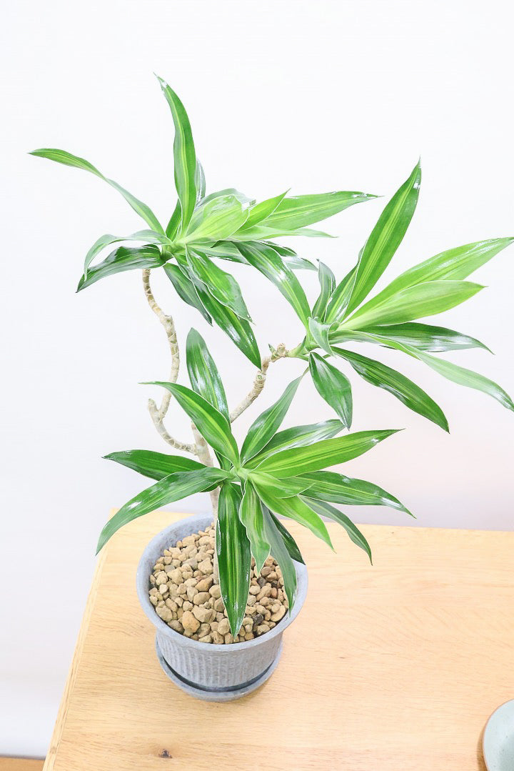 【ジャマイカ】和テイストでかわいいミニサイズ!幹は個性的に仕立てていますので、見応えもありますよ!