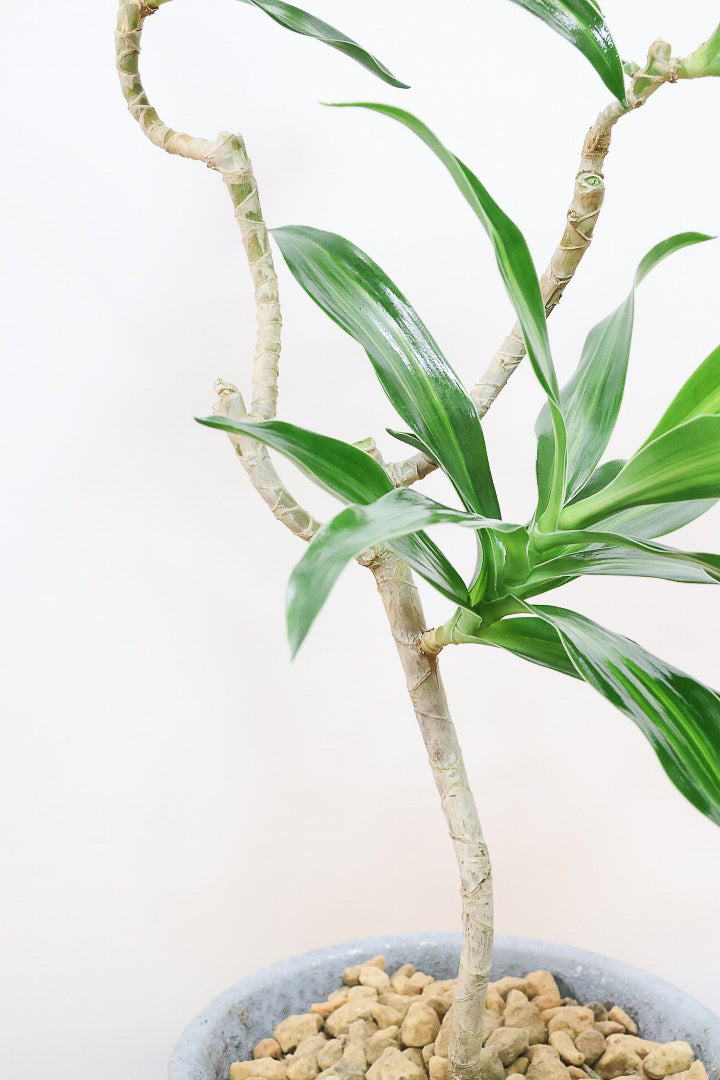 【ジャマイカ】和テイストでかわいいミニサイズ!幹は個性的に仕立てていますので、見応えもありますよ!